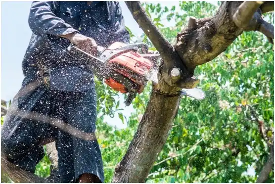 tree services Luling